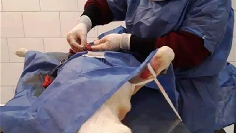 ننشر السبب الحقيقى وراء انتشار كلاب الشيخ زايد بعلامة صفراء .. بالصور
