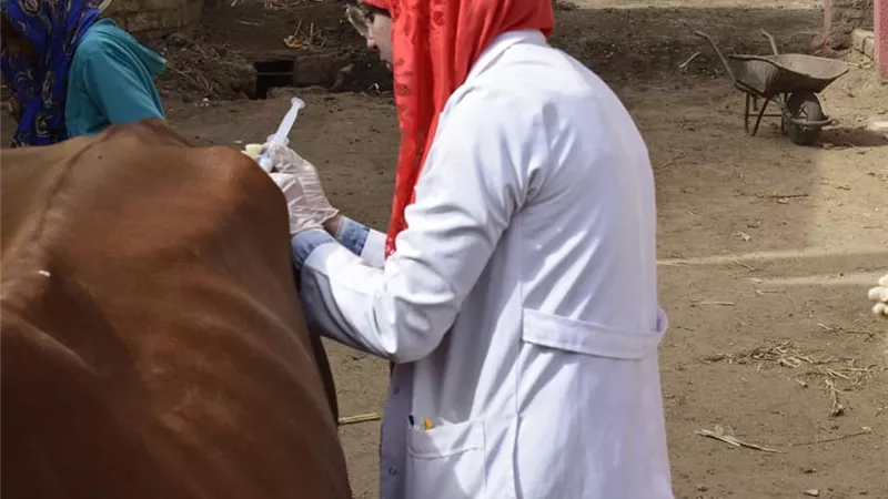 قوافل بيطرية مجانية فى 6 قرى بسوهاج