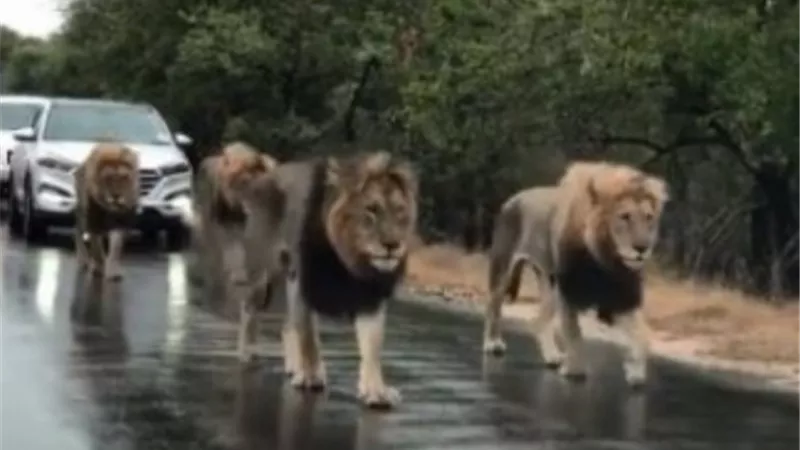 بالفيديو.. زحام مرورى بسبب قطيع من الاسود يمشون فى الطريق العام