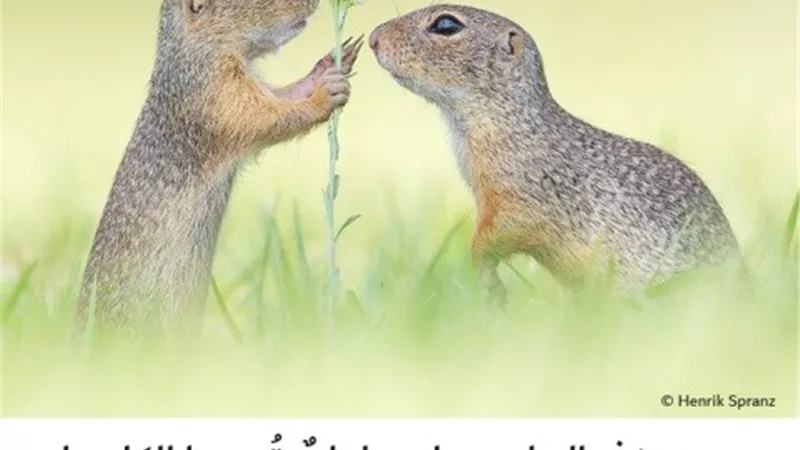 في البراري ابتساماتٌ تُحييها الكاميرا