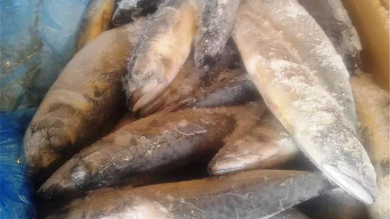 ضبط ١١طن و٧٦٠كيلو سمك ماكريل منتهى الصلاحية بالغربية .. بالصور