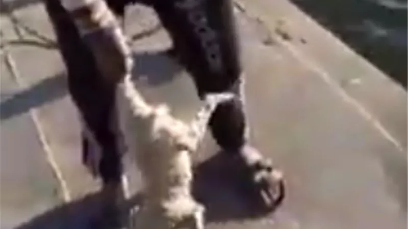 مراهقون يعذبون جرو على ضفاف نهر النيل.. فيديو