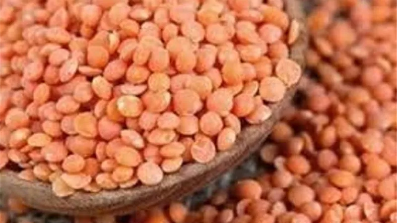 الحكومة تنفى استيراد شحنات عدس فاسدة