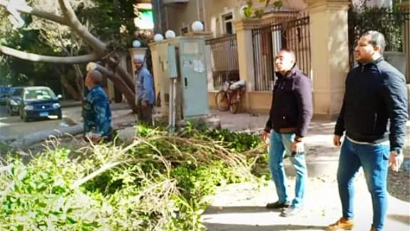 حى الدقى ينقذ المواطنين ويرفع شجرة بعد ميلها بشكل خطير بالصور