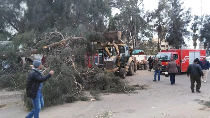 سقوط شجرة معمرة يعطل طريق طنطا-المحلة الكبرى