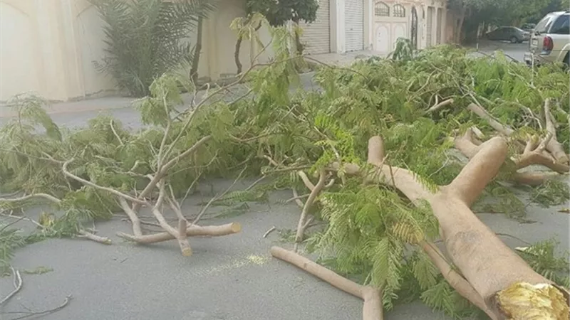 سقوط 24 شجرة فى شوارع القاهرة بسبب الطقس السيئ