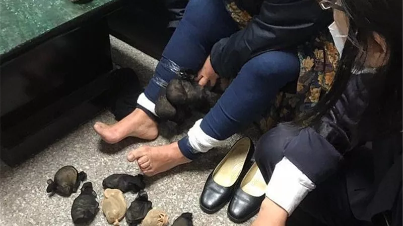 خبأتهم داخل ملابسها القبض على مسنة قبل تهريبها 24 فأر| صور