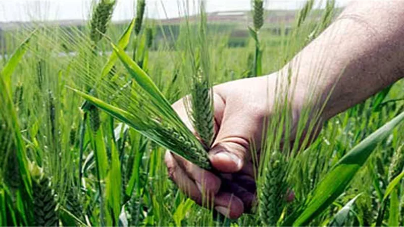 غرامات أقساط الأراضي تهدد التنمية الزراعية بسيناء.. فيديو