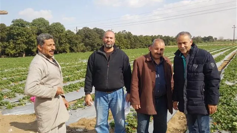 نصائح ميدانية لمزارعي المانجو والفراولة بالإسماعيلية .صور