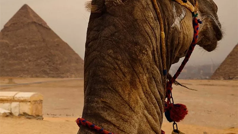 وسائل الإعلام الأجنبية تختار القاهرة كأفضل منطقة للزيارة عام 2020