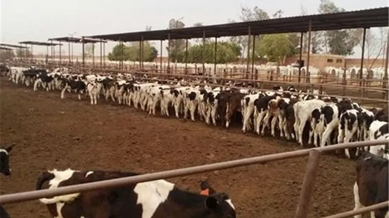 برتوكول تعاون بين الزراعة وجهاز الخدمة الوطنية لتشغيل خمس مزارع إنتاج حيواني