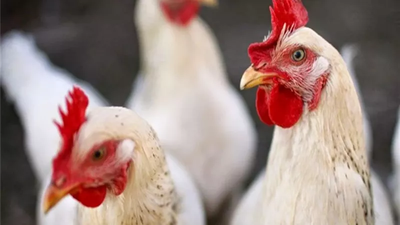 بعد انتشار فيروس كورونا.. تفشي إنفلونزا الطيور في الصين