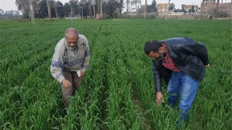 زراعة الإسماعيلية تكثف متابعة المحاصيل الشتوية .صور