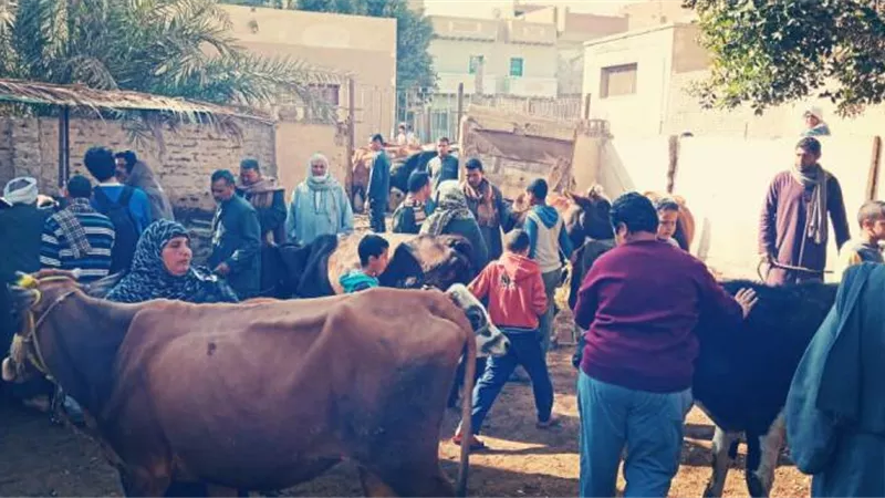 قوافل بيطرية مموله من ADP في محافظة بني سويف