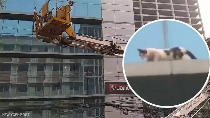 إنقاذ قطة علقت ليومين على ناطحة سحاب.. فيديو