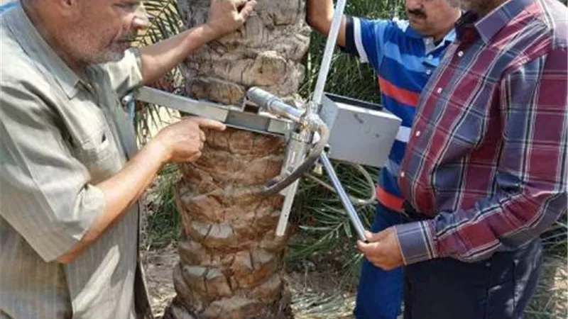 زراعة الإسماعيلية تعلن السيطرة على سوسة النخيل الحمراء