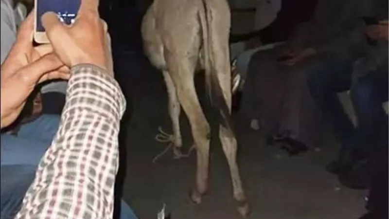 بالفيديو.. حمار يستقل قطار قنا