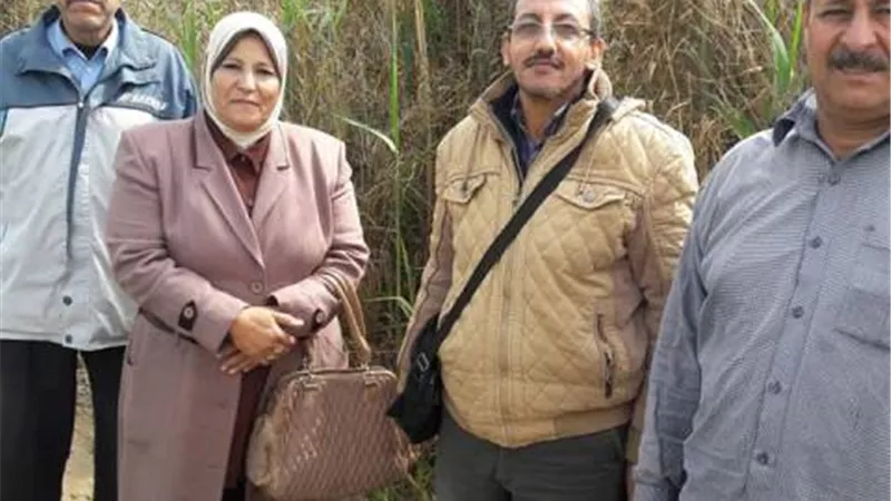 الإسماعيلية تبدأ حملة تحزيم محصول القمح من القوارض