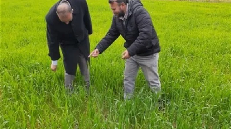 مدير زراعة الإسماعيلية يتفقد بشاير القمح في فايد. صور