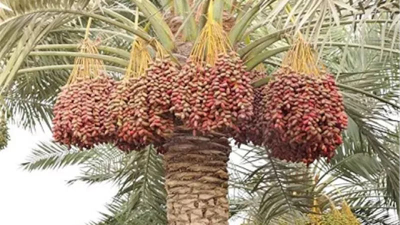 الزراعة: ١٤ نصيحة لمكافحة افات النخيل