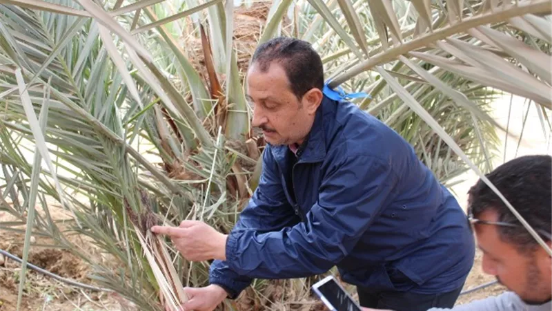 الكلاب تكشف النخيل المصاب بالسوسة الحمراء