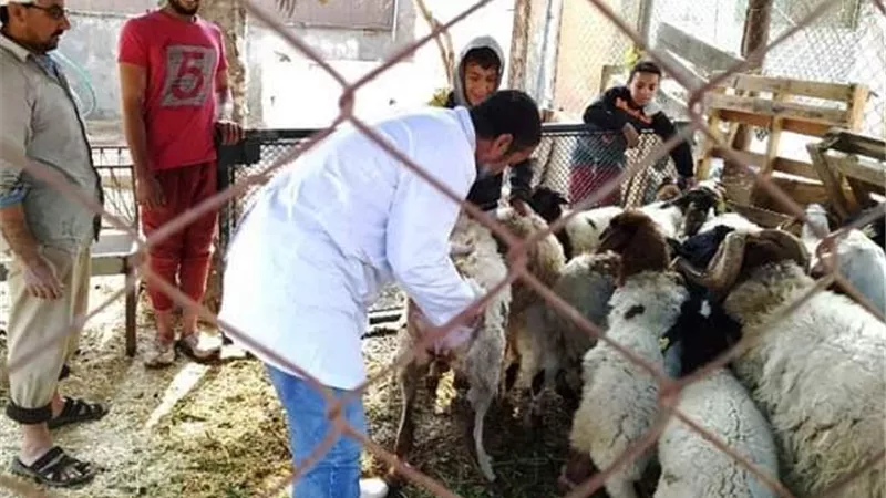 بيطري الشرقية يُحصن 35 ألفا و361 رأس ماشية