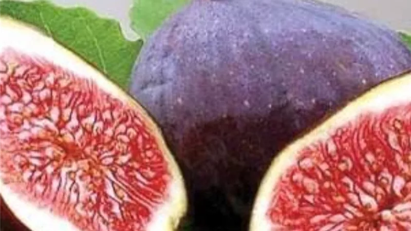 حارب الأمراض المناعية والزهايمر .. بهذه الثمرة