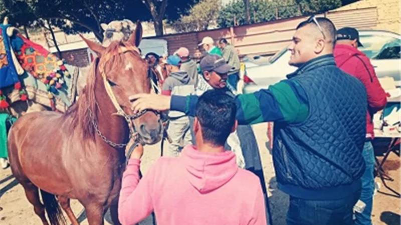قافلة بيطرية مجانية للكشف على الخيول والجمال بالهرم