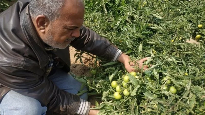 الطماطم المحصول الأول زراعة وانتاجا في الإسماعيلية معاينة وتوصيات .صور