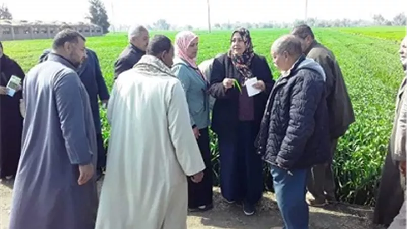 استمرار تنظيم الندوات الإرشادية للمزارعين للنهوض بمحصول القمح بالشرقية