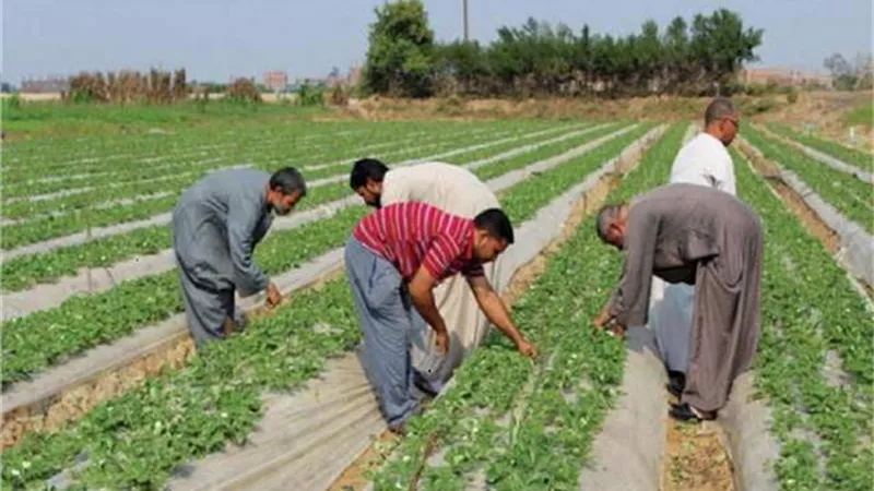 الزراعة تعلن التوصيات الفنية خلال شهر مارس لمزارعي الموالح