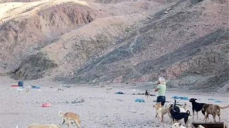 الكلاب الضالة بمدينة دهب تنهي حياة مربيتها الإنجليزية
