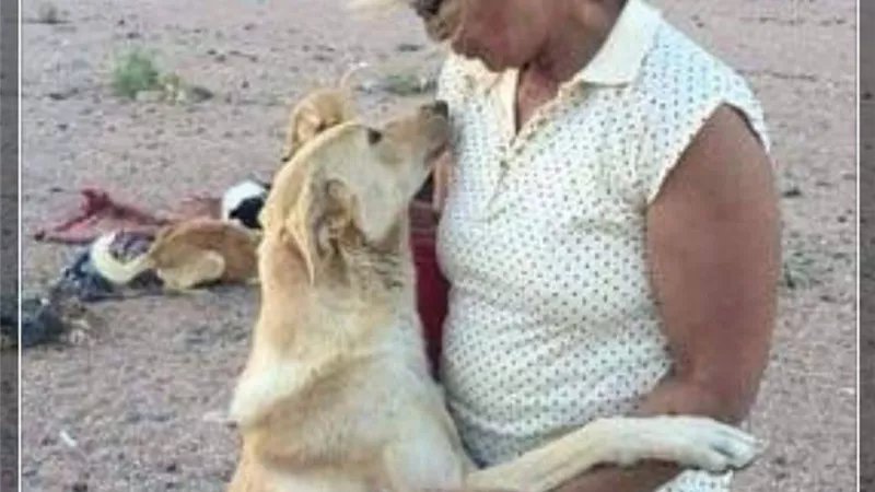 مصرع السيده الانجليزية بدهب.. الحارس ..٣ كلب بيتبول هاجمتها اثناء اطعامهم