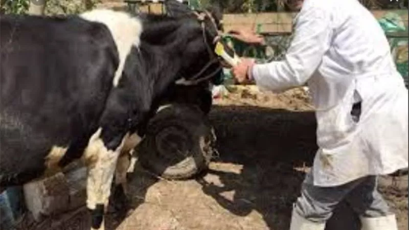 نقابة الفلاحين :تكشف اسباب ارتفاع اسعار المواشي الحيه