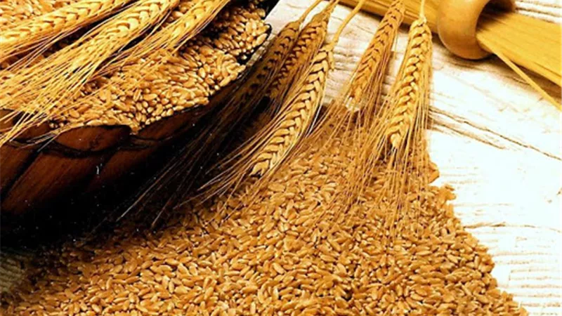 مزارعو القمح يطالبون الزراعة والتموين بزيادة سعر التوريد