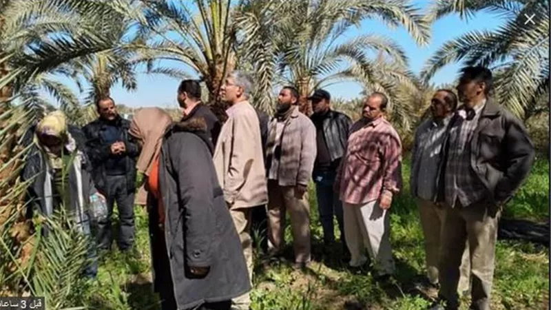 الزراعة تواصل مكافحة سوسة النخيل في الواحات البحرية