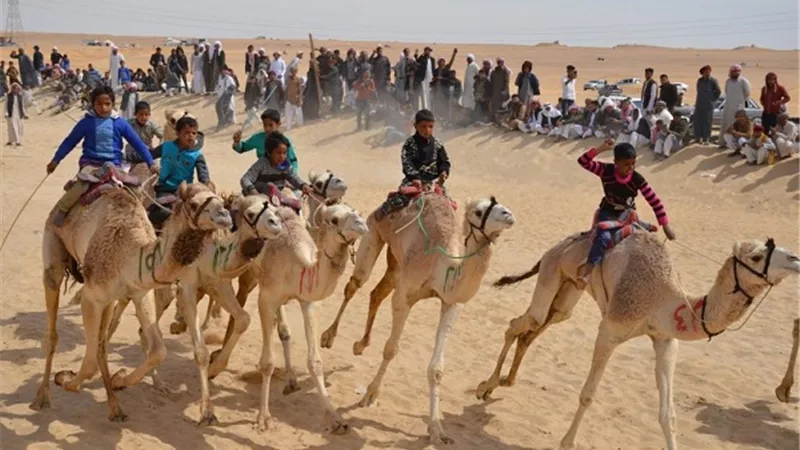 وصول وفود الدول المشاركة بمهرجان الإسماعيلية للهجن