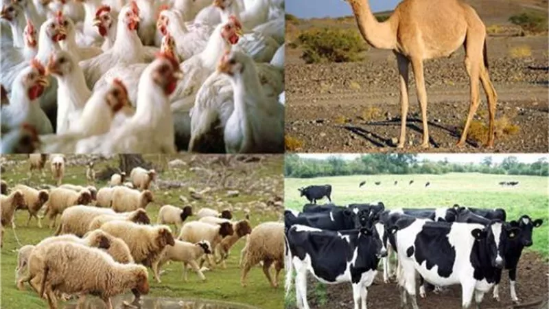 الزراعة: ١٤ نصيحة لمربي الثروة الحيوانية لمواجهة الظروف الجوية السيئة