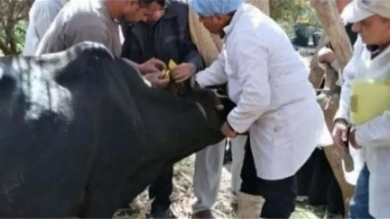 الزراعة تصدر إرشادات ونصائح لمربي الثروة الحيوانية والداجنة لمواجهة الظروف الجوية السيئة