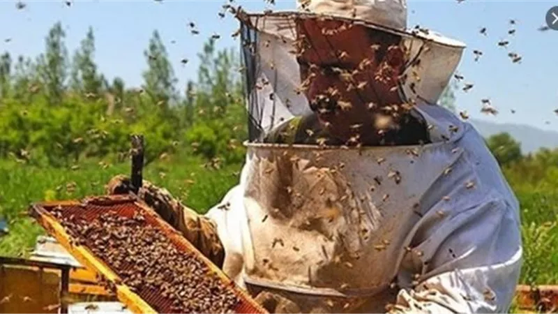 الزراعة تصدر الوصايا العشر لمربى النحل لمواجهة الظروف الجوية المتقلبة