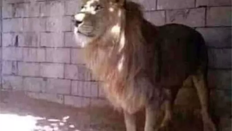 من أمام القفص.. رئيس نادى الشمس يكشف حقيقة هروب الاسد.. فيديو
