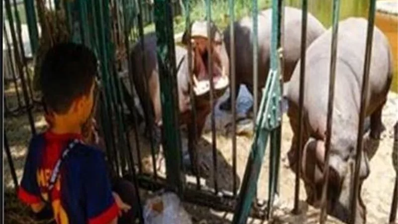 بعد أن أغلقت أبوابها أمس بسبب الأمطار ..حديقة الحيوان تستقبل ٦٠ زائر