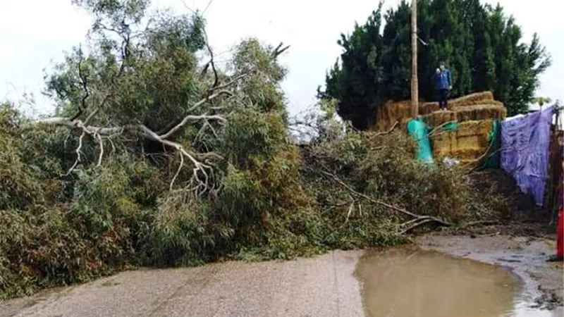 بسبب سوء الأحوال الجوية سقوط شجرة بالغربية