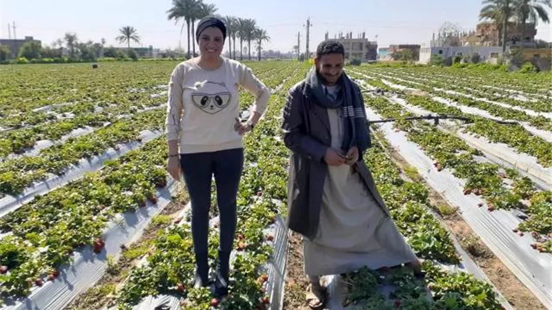 فراولة الإسماعيلية ضحية الطقس السيئ وخسائر المزارعين بالجملة.فيديو وصور