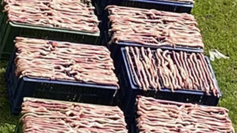 سقوط مجموعة من الصينيين في حفل شواء للثعابين داخل شقة بالقاهرة الجديدة.. صور