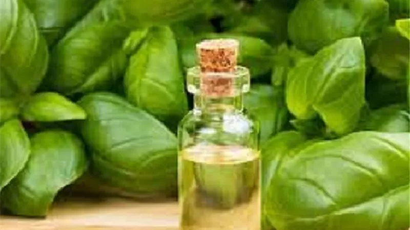 تعرف على دور زيت شجرة الشاى فى مكافحة كورونا