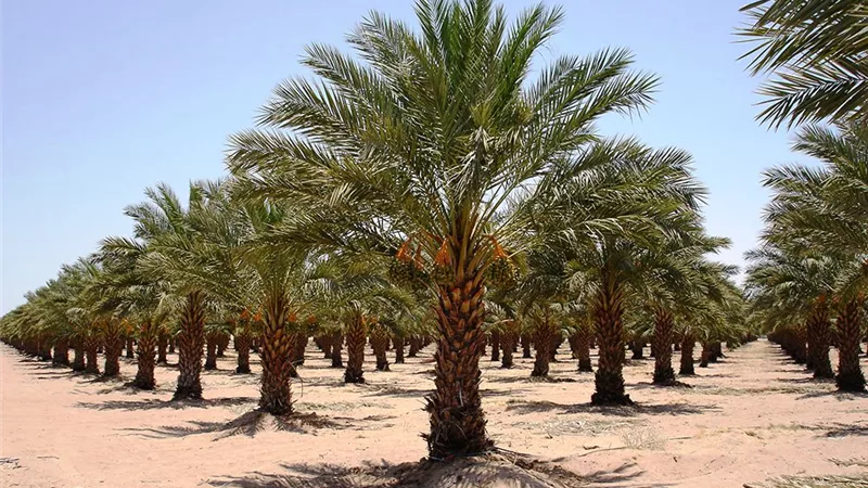 علماء بمركز البحوث الزراعية ينجحون في إنتاج ٧ آلاف نسيج نخيل.. فيديو