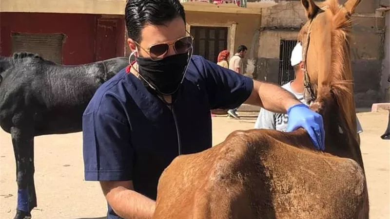 مبادرة لإنقاذ الخيول بنزلة السمان بعد توقف السياحة بسبب كورونا