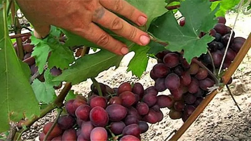 الإرشاد الزراعي: ٧ خطوات للاهتمام بحدائق العنب