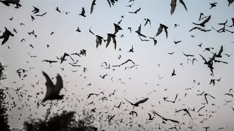 أستاذ الطب في جامعة السوربون: يجب التحقيق في المصدر الحيواني لوباء كورونا